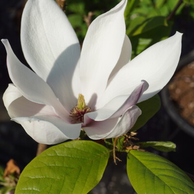 Magnolia soulangeana 'Alba Superba'